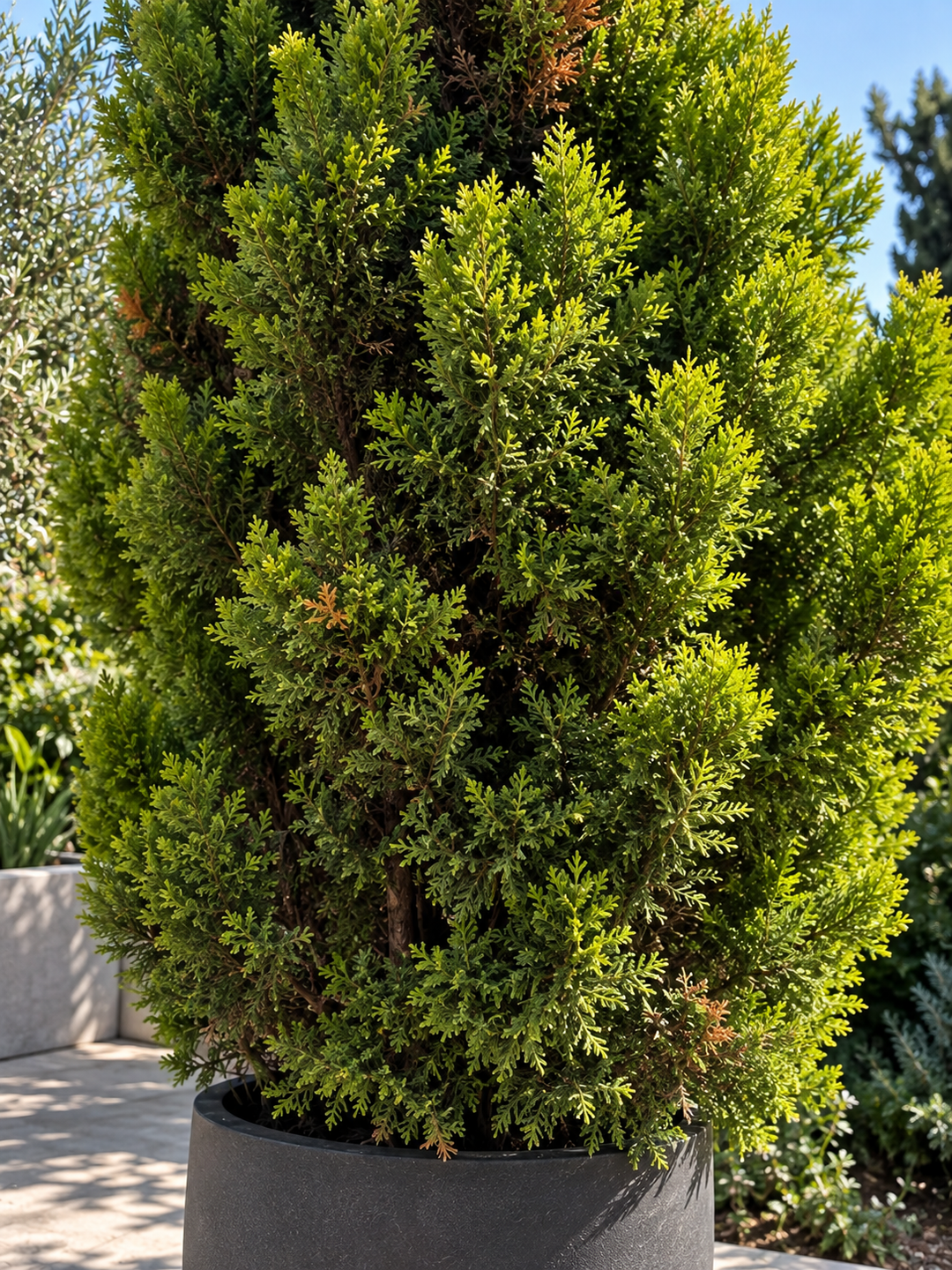 Cedro Limón (Ciprés Ornamental de 2 m)