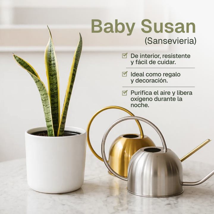 Baby Susan (Sansevieria)