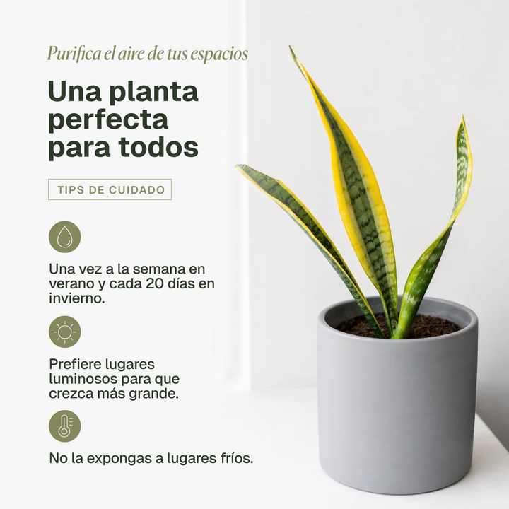 Baby Susan (Sansevieria)