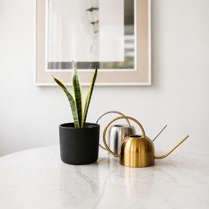 Baby Susan (Sansevieria)
