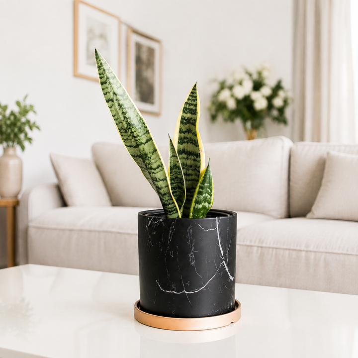 Baby Susan (Sansevieria)