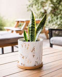 Baby Susan (Sansevieria)