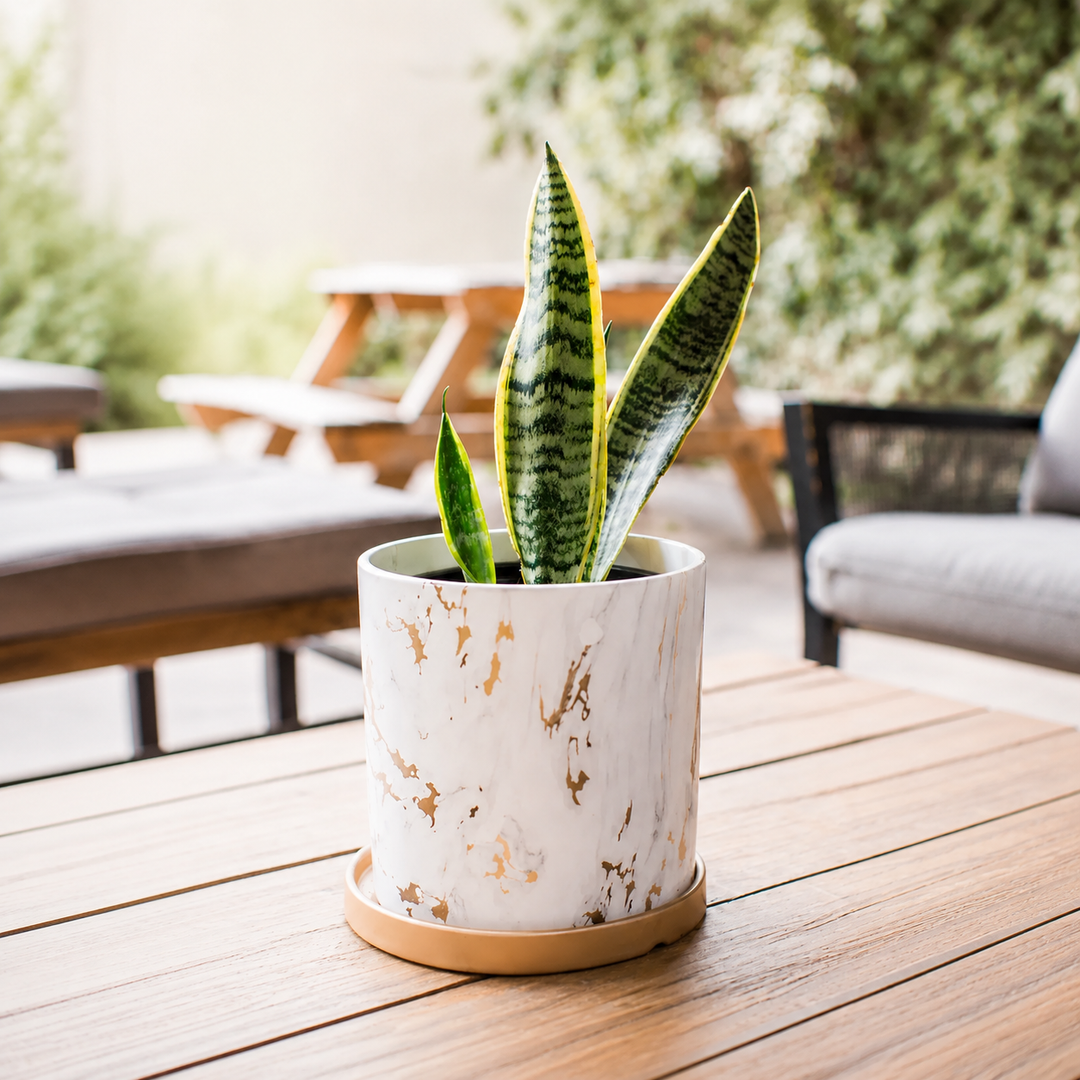 Baby Susan (Sansevieria)