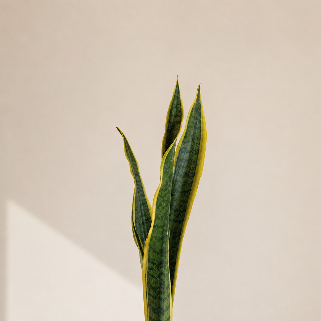 Baby Susan (Sansevieria)