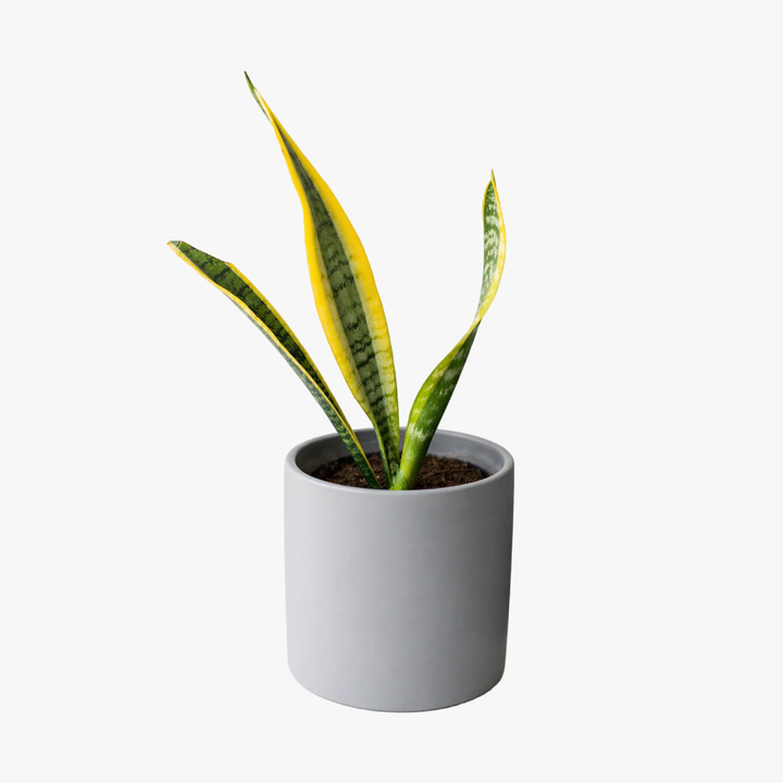 Baby Susan (Sansevieria)