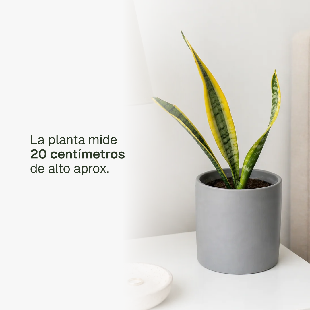 Baby Susan (Sansevieria)