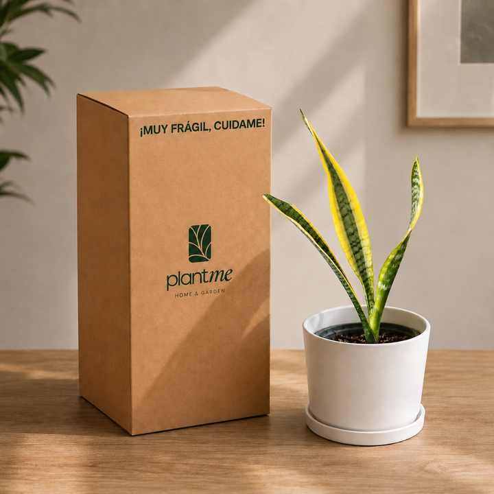 Baby Susan (Sansevieria)