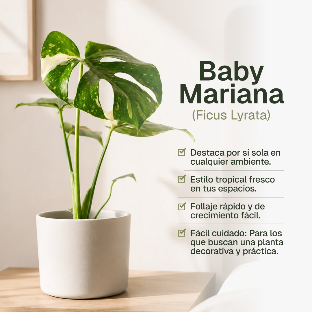 Baby Mariana (Monstera Deliciosa)