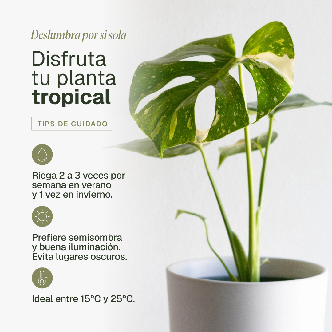 Baby Mariana (Monstera Deliciosa)