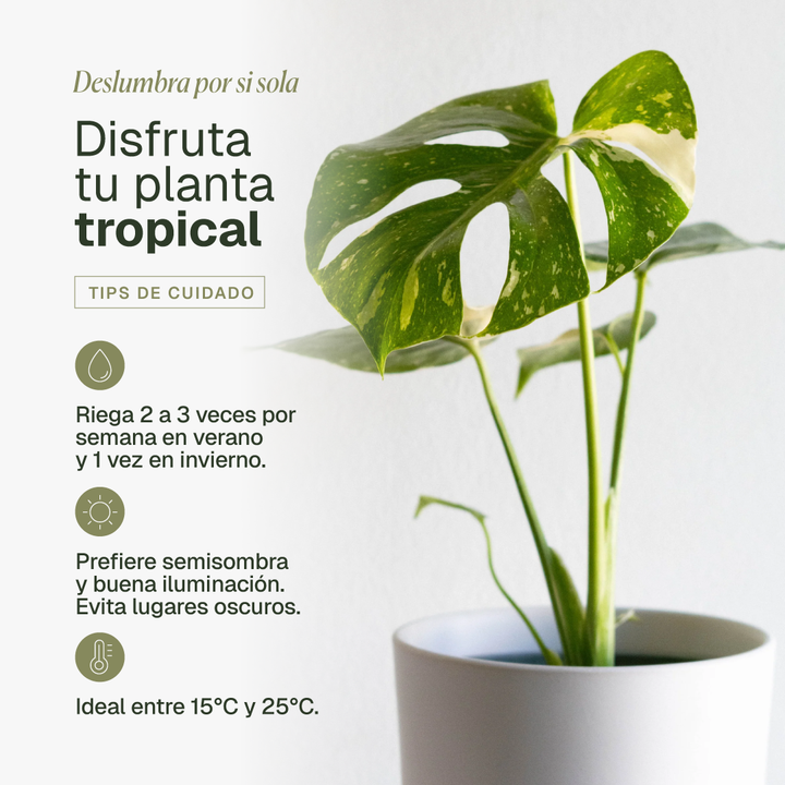 Baby Mariana (Monstera Deliciosa)