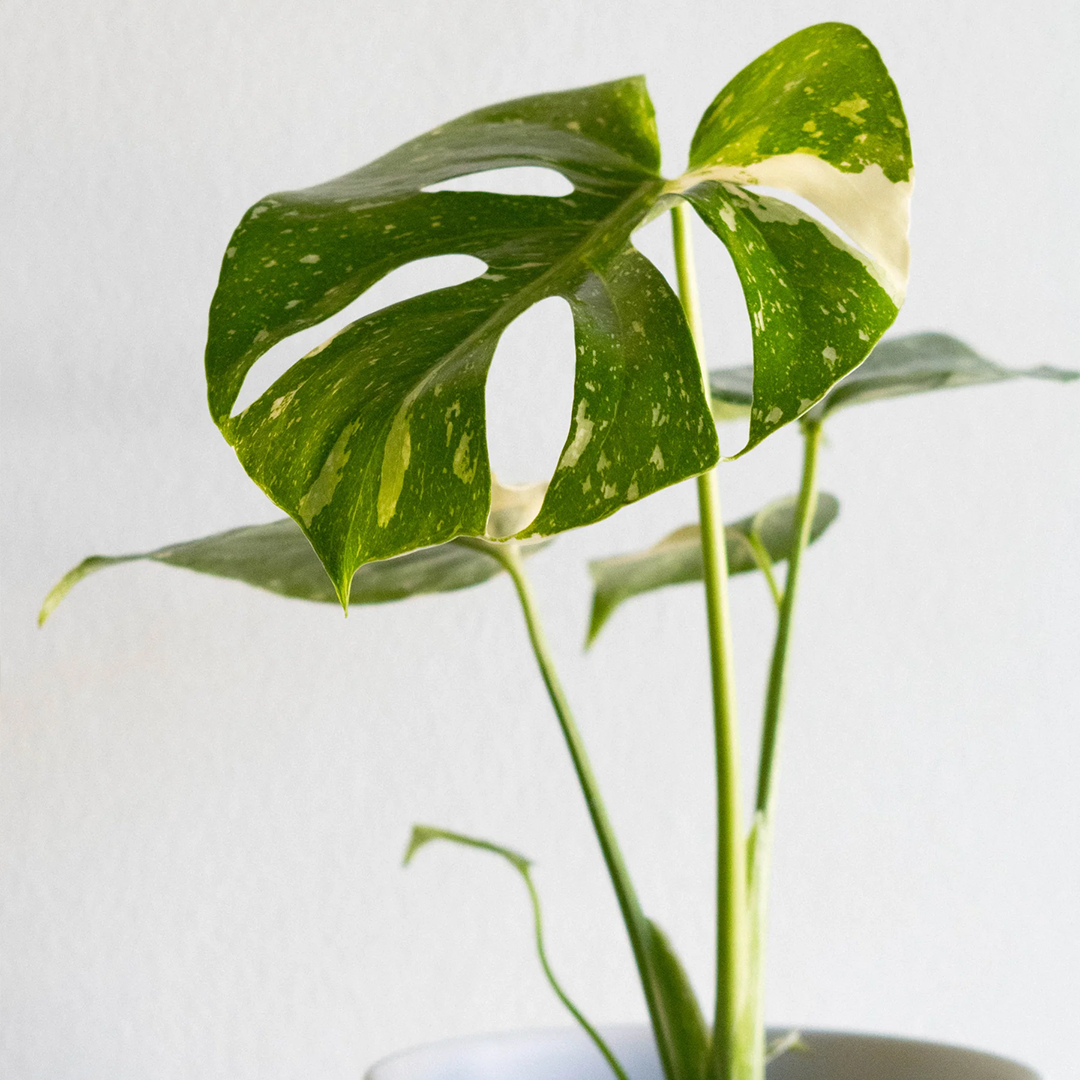 Baby Mariana (Monstera Deliciosa)