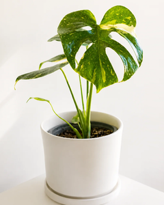 Baby Mariana (Monstera Deliciosa)