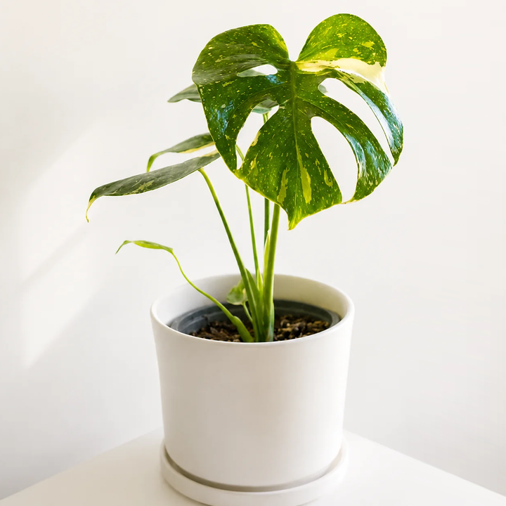Baby Mariana (Monstera Deliciosa)