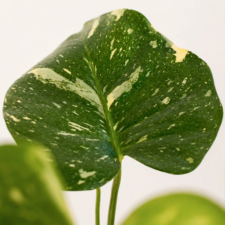 Baby Mariana (Monstera Deliciosa)