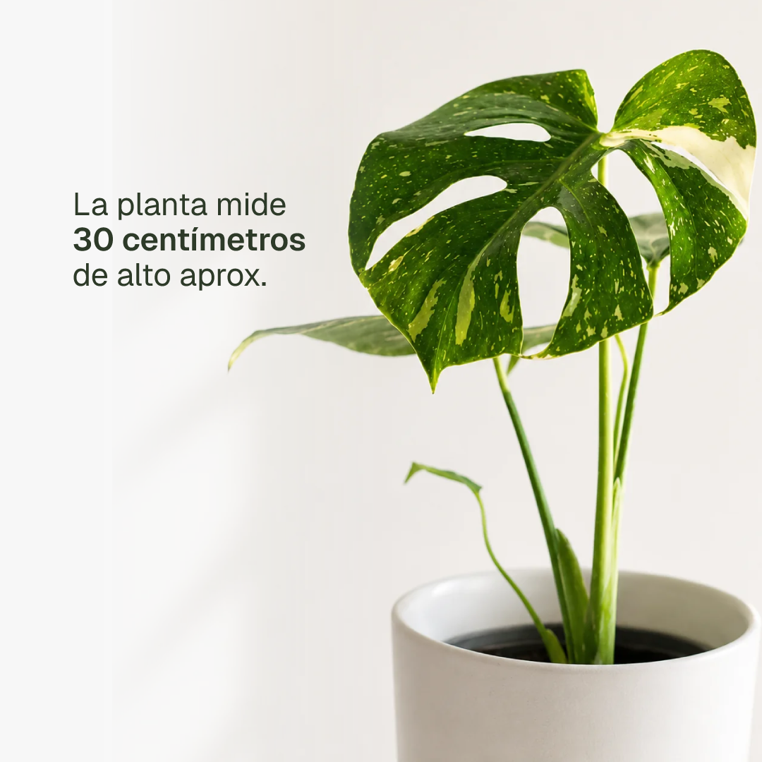 Baby Mariana (Monstera Deliciosa)