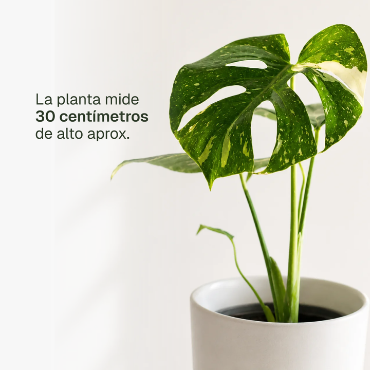 Baby Mariana (Monstera Deliciosa)