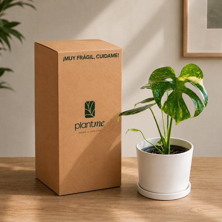 Baby Mariana (Monstera Deliciosa)