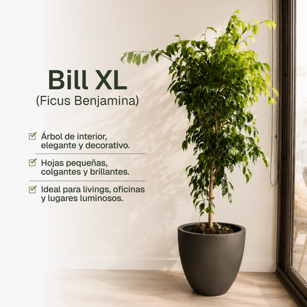 Bill XL (Ficus Benjamina)