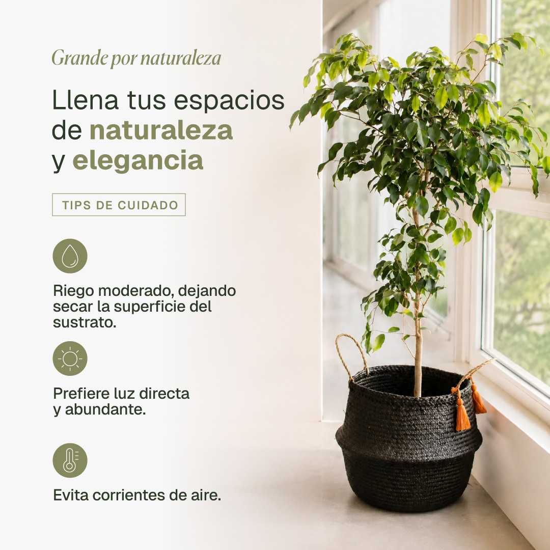 Bill XL (Ficus Benjamina)