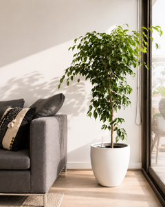 Bill XL (Ficus Benjamina)