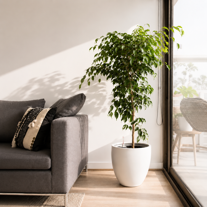 Bill XL (Ficus Benjamina)