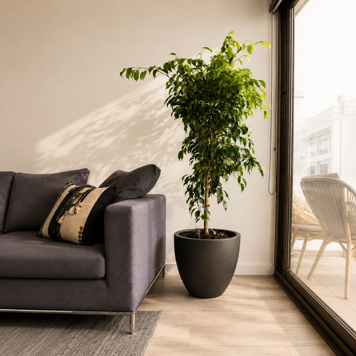 Bill XL (Ficus Benjamina)