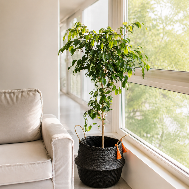 Bill XL (Ficus Benjamina)