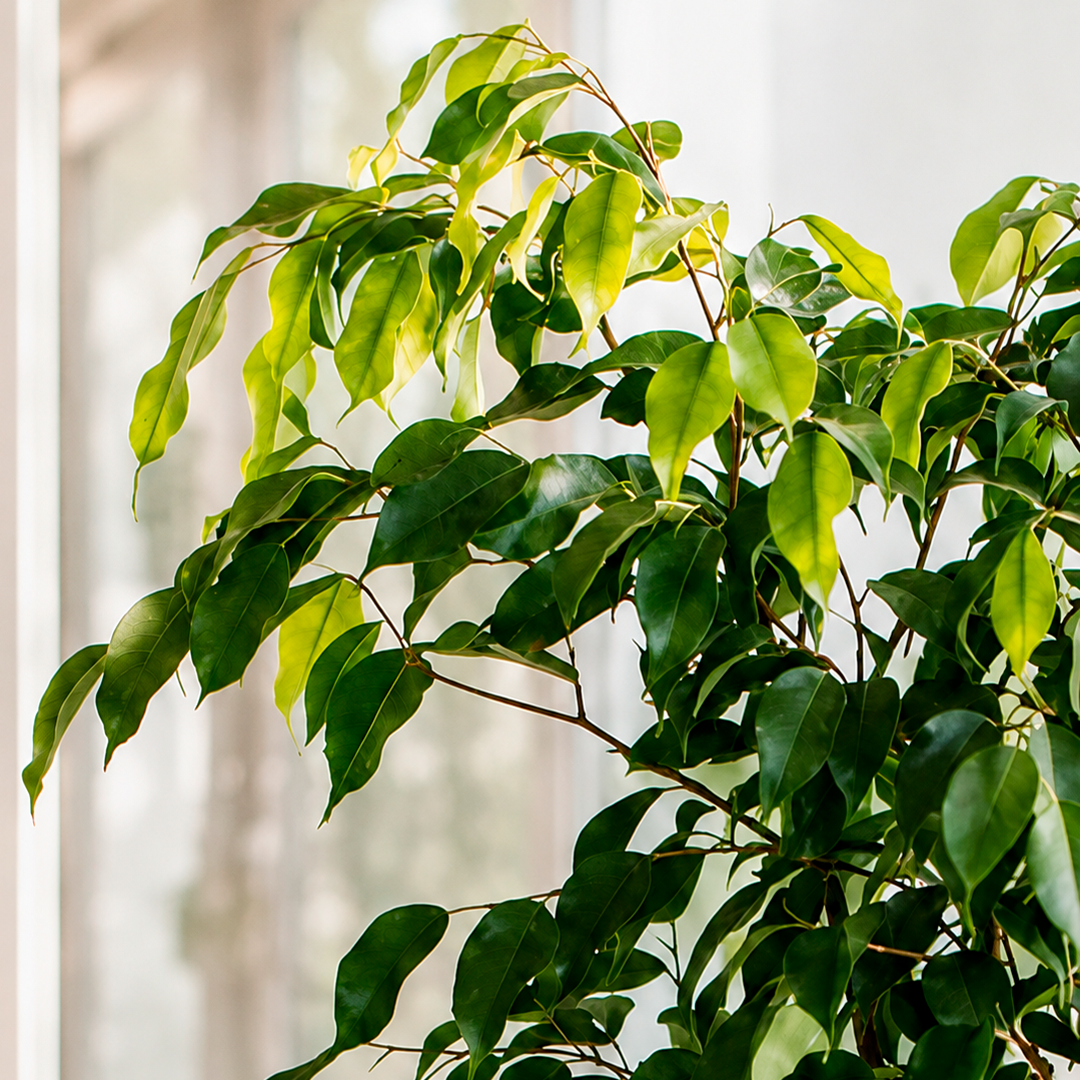 Bill XL (Ficus Benjamina)