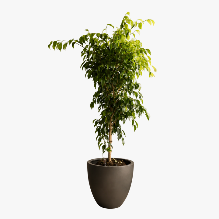 Bill XL (Ficus Benjamina)
