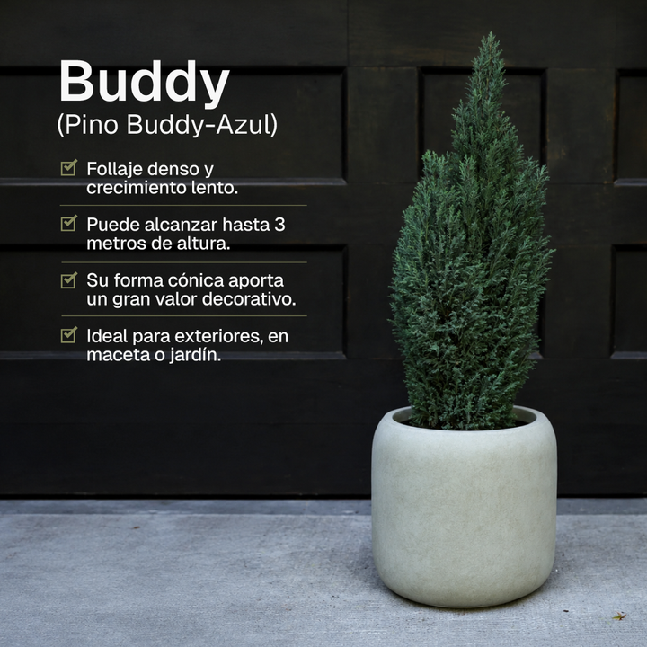 Budy (Pino Budy)