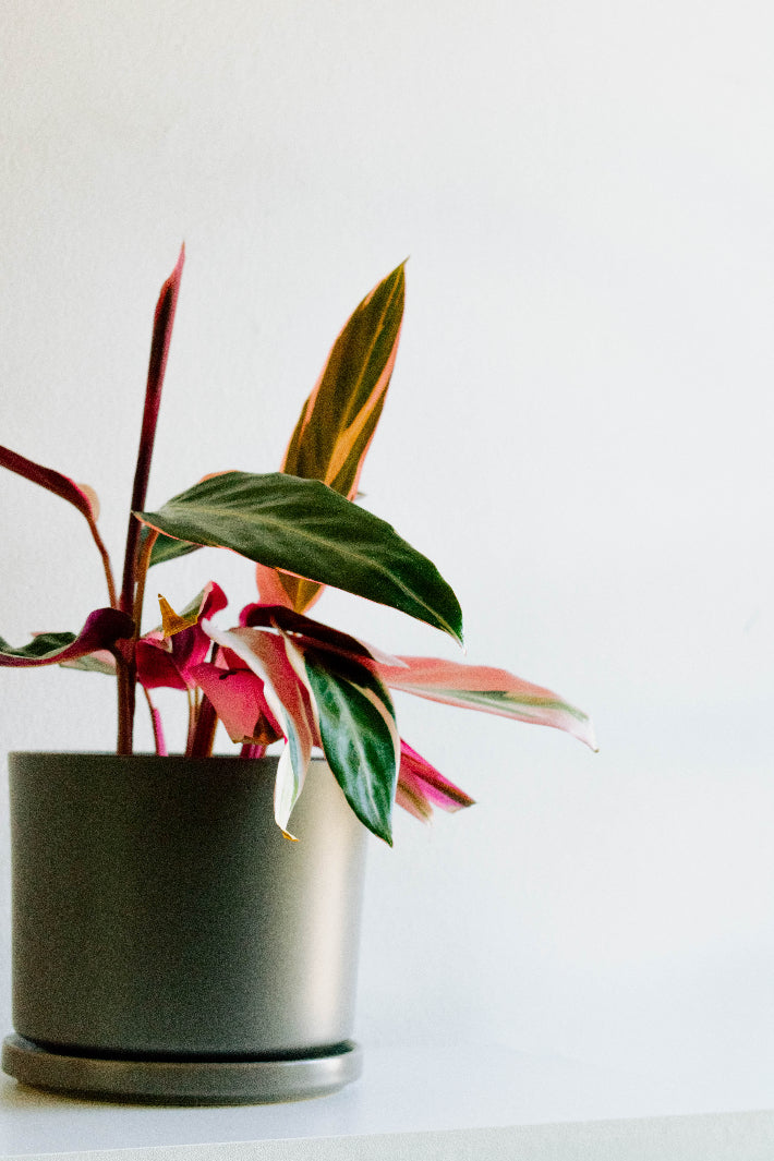 Cati (Calathea Triostar) - Macetero Plastico