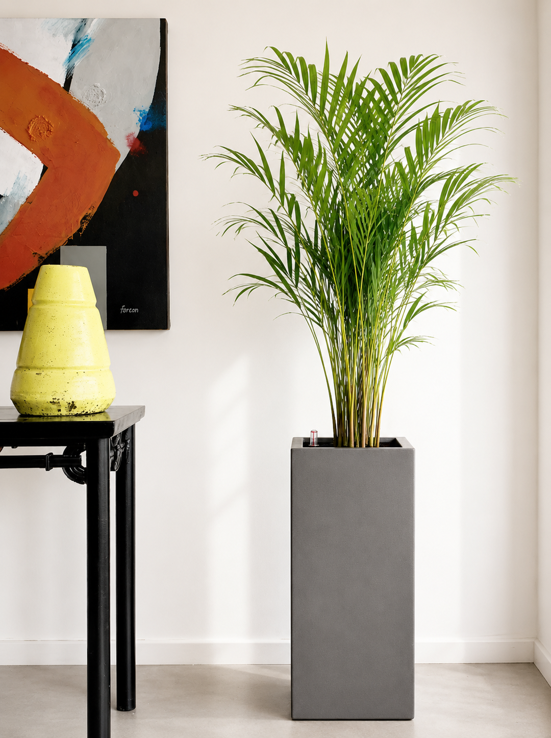 Andrea XL (Palmera Areca)
