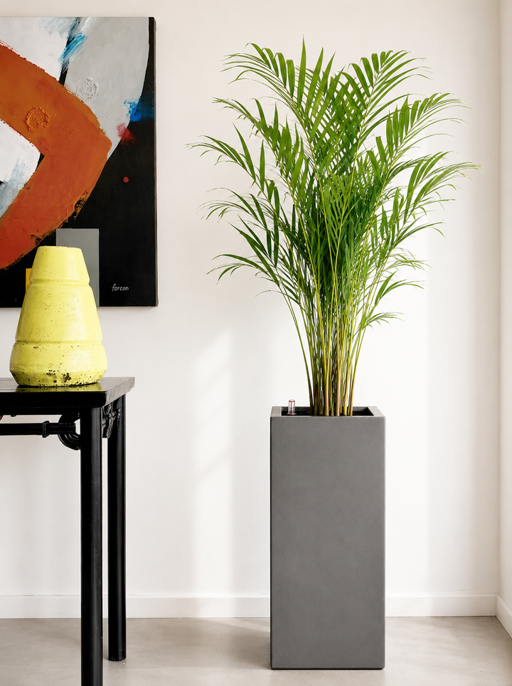 Andrea XL (Palmera Areca)