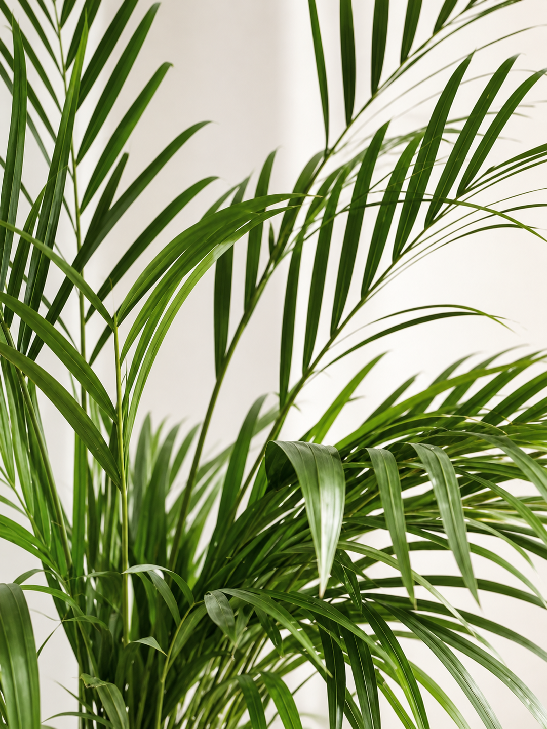 Andrea XL (Palmera Areca)