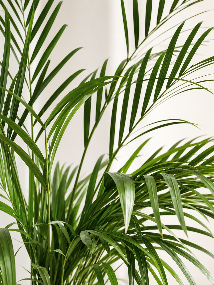 Andrea XL (Palmera Areca)