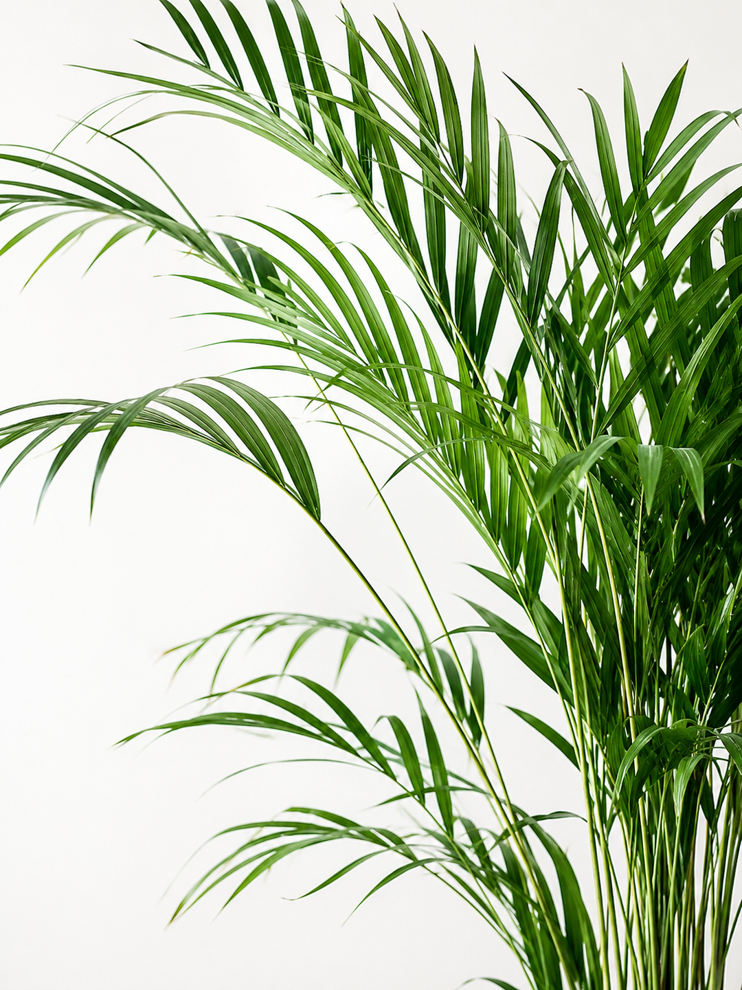 Andrea XL (Palmera Areca)