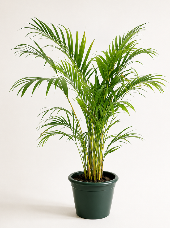 Andrea XL (Palmera Areca)