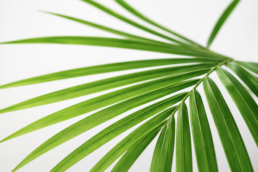 Andrea XL (Palmera Areca)