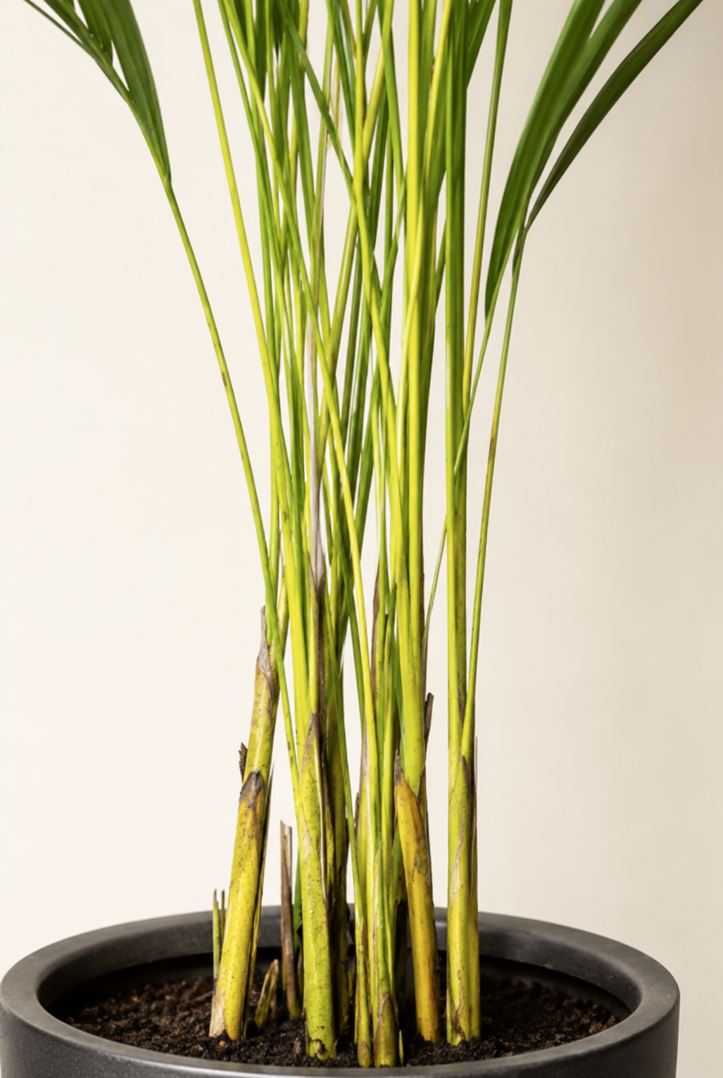 Andrea XL (Palmera Areca)