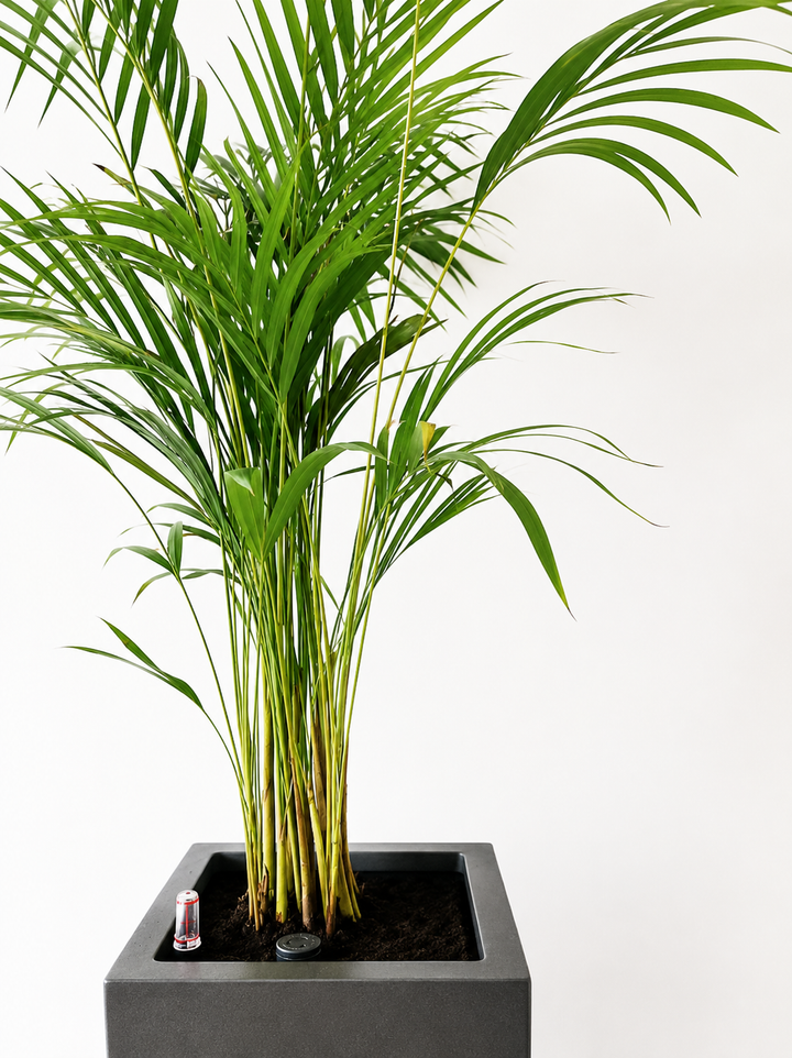 Andrea XL (Palmera Areca)