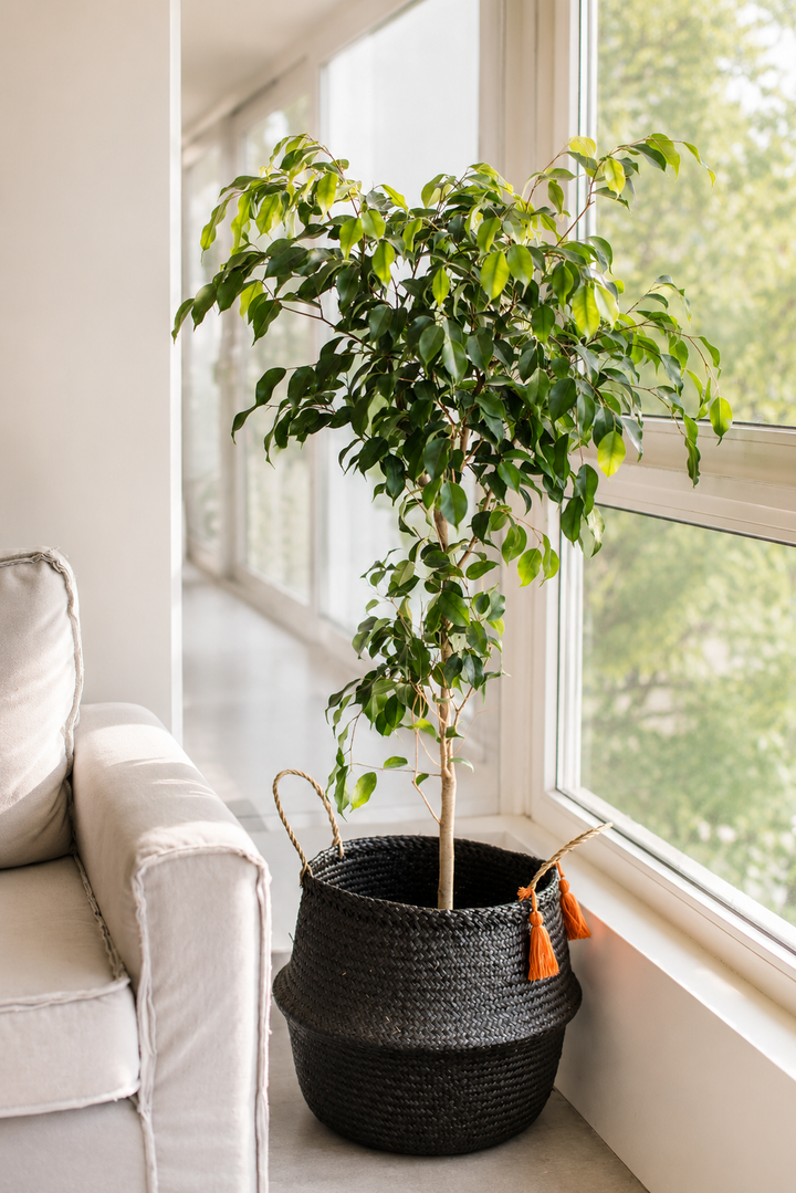 Bill XL (Ficus Benjamina)