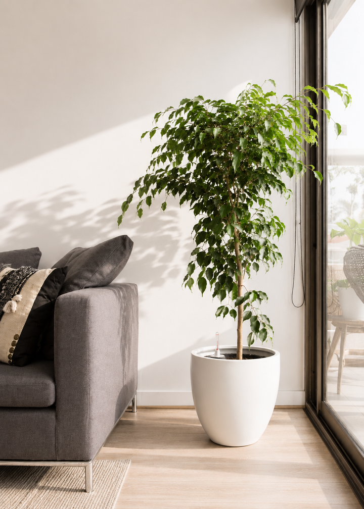 Bill XL (Ficus Benjamina)