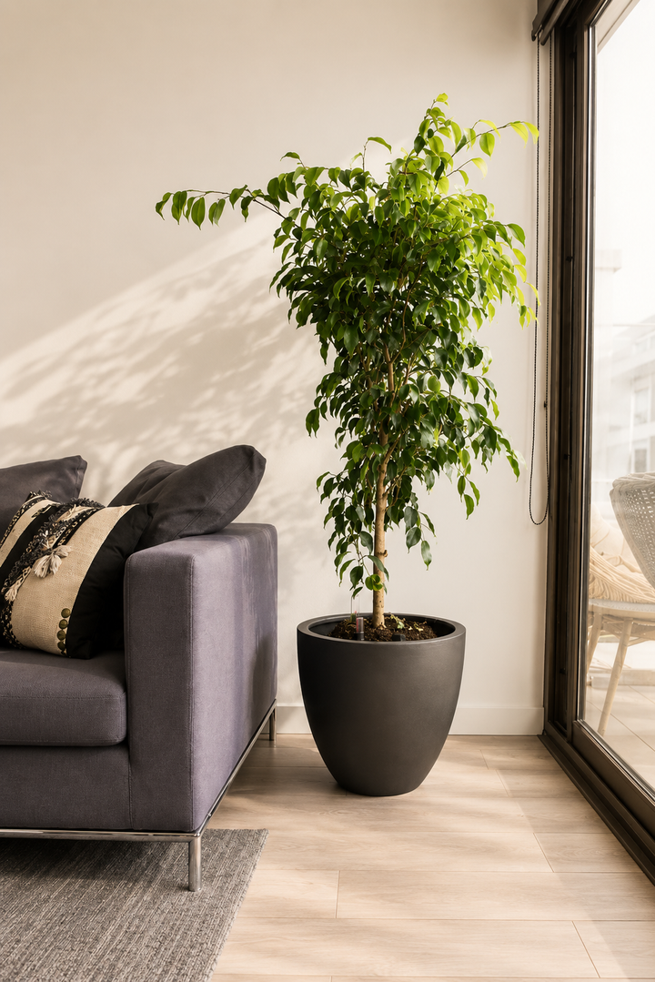 Bill XL (Ficus Benjamina)