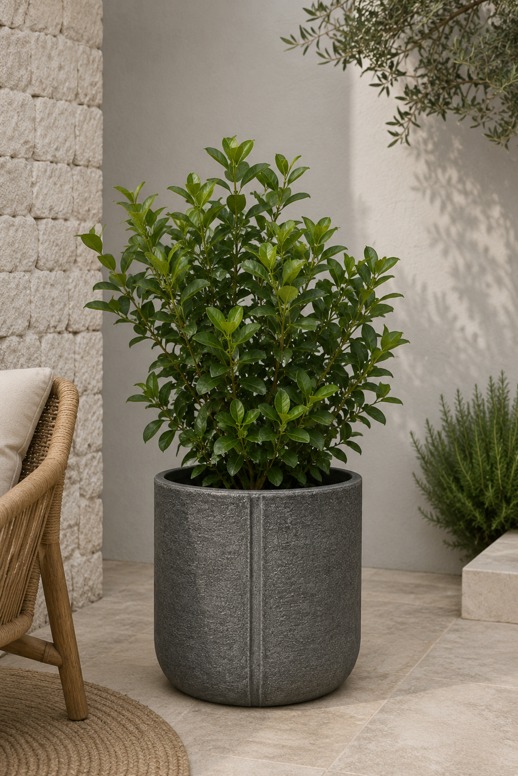 Viburnum Mascantha (M)