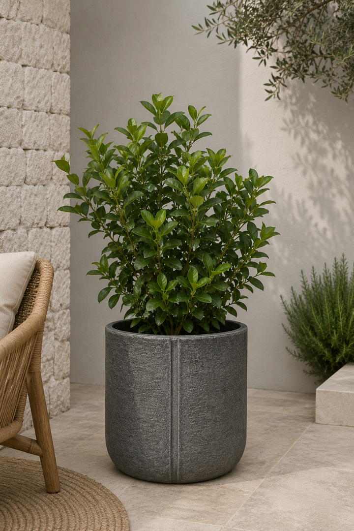 Viburnum Mascantha (M)