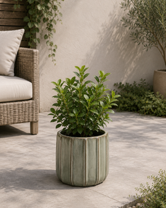 Viburnum Mascantha (M)