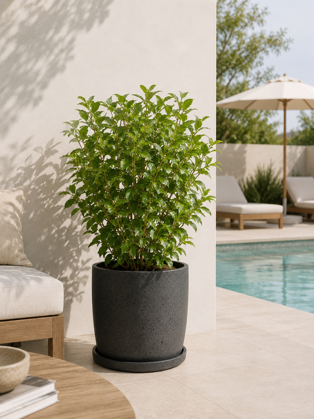 Viburnum Mascantha (L)