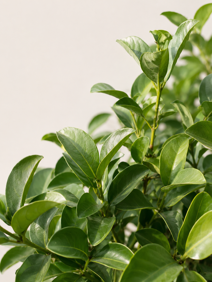 Viburnum Mascantha (L)