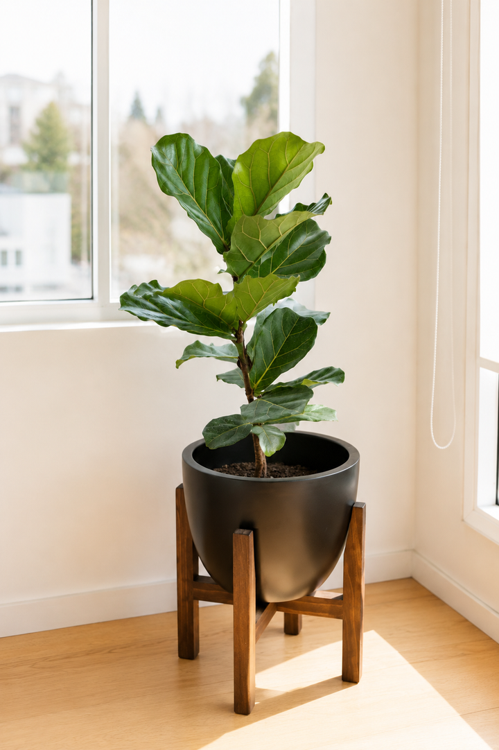 Fidel XL (Ficus Lyrata)