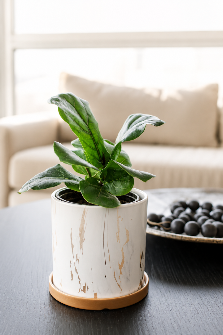 Fidel M (Ficus Lyrata)